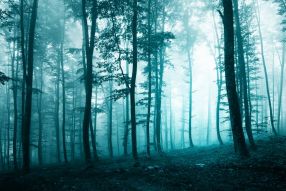 Фреска Туман в утреннем лесу