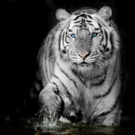 Фреска тигр