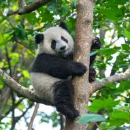 Фотообои панда