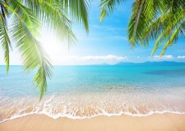 Фотообои море, пляж, листья пальмы
