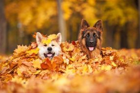 Фотообои Собаки в листьях