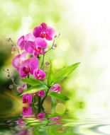 Фреска Цветы орхидеи