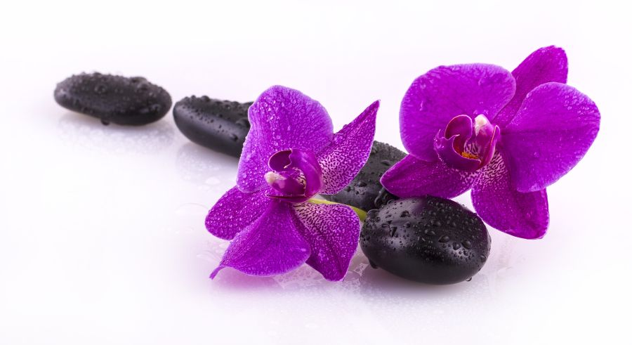 Фотообои Орхидеи на камнях
