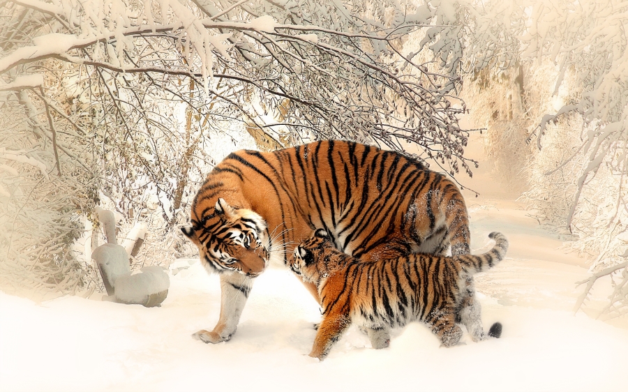 Фотообои Тигрица с тигренком