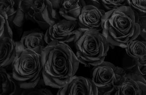 Фотообои Темные розы