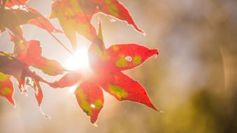 Фотообои солнце в листве