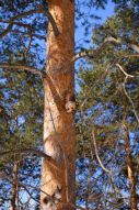 Фотообои Белка на дереве