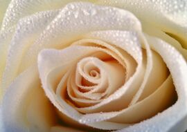 Фреска Белая роза с росой