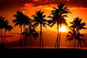 Фреска Пальмы на закате