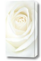 Картина Бутон белой розы
