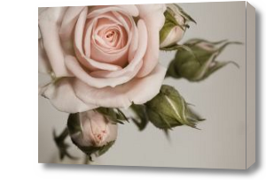 Картина Роза с колючими бутонами