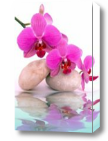 Картина Розовая орхидея на камнях